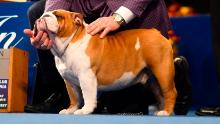 OAKS, PA - NOVEMBER 16:  (C) Eduardo Paris, a native of Peru, poses for a group photo as his Bulldog named &quot;Thor&quot; wins the &quot;Best in Show&quot; at the Greater Philadelphia Expo Center on November 16, 2019 in Oaks, Pennsylvania.  Featuring over 2,000 dog entrants across 200 breeds, the National Dog Show, now it its 18th year, is televised on NBC directly after the Macy&#39;s Thanksgiving Day parade and has a viewership of 20 million.  (Photo by Mark Makela/Getty Images)